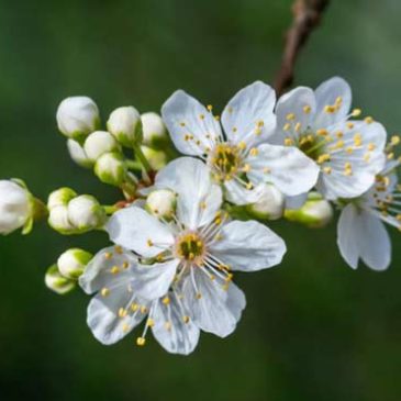 Chun Fen Equinoxe printemps - 4e jieqi