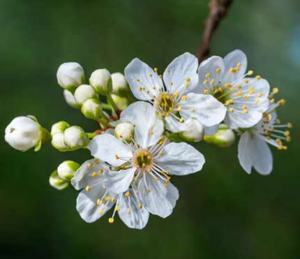 Chun Fen Equinoxe printemps - 4e jieqi